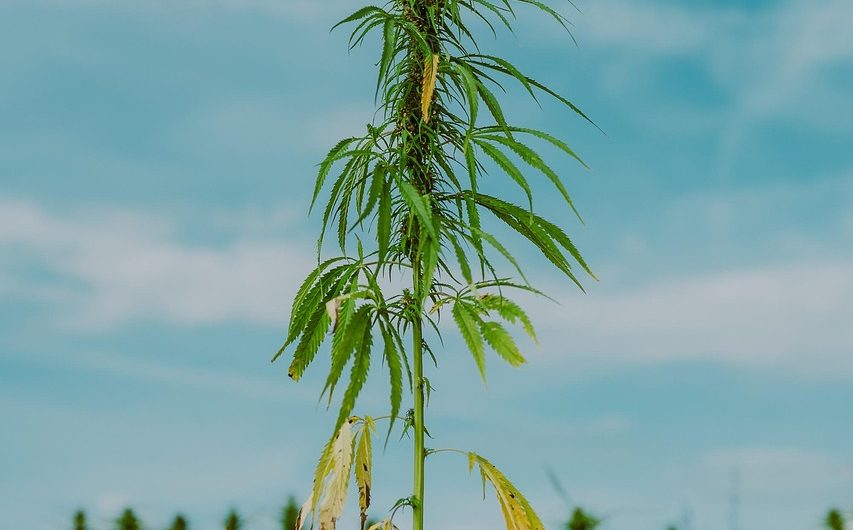 Где в Москве купить семена конопли