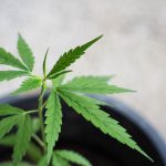 Семена конопли Ice feminised от Nirvana Seeds images411.jpg