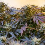 Выращивание семян марихуаны с помощью гидропоники images435.jpg