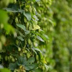 Покупка семян конопли в аптеке и альтернативные варианты приобретения images439.jpg