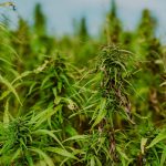 Где купить семена конопли в Екатеринбурге images46.jpg