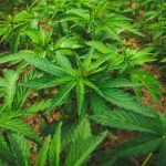 Семена конопли Auto Lemon OG Haze feminised от Nirvana Seeds images461.jpg