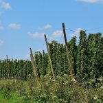 Семена конопли Чуйской долины характеристики и преимущества использования images473.jpg