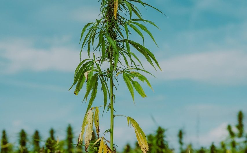 Применение и высушивание семян конопли