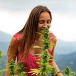 Семена конопли Auto Big Bang feminised от Green House Seeds images56.jpg