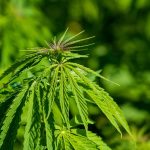 Заказ семян марихуаны в Казахстане особенности и риски images57.jpg