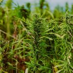 Семена конопли Sativa питательные свойства и преимущества для здоровья images62.jpg