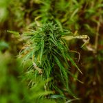 Семена конопли Auto Chemdawg feminised от Ganja Seeds images69.jpg