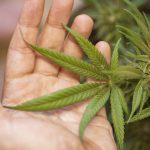 Выращивание конопли из семян и уход за растениями images75.jpg