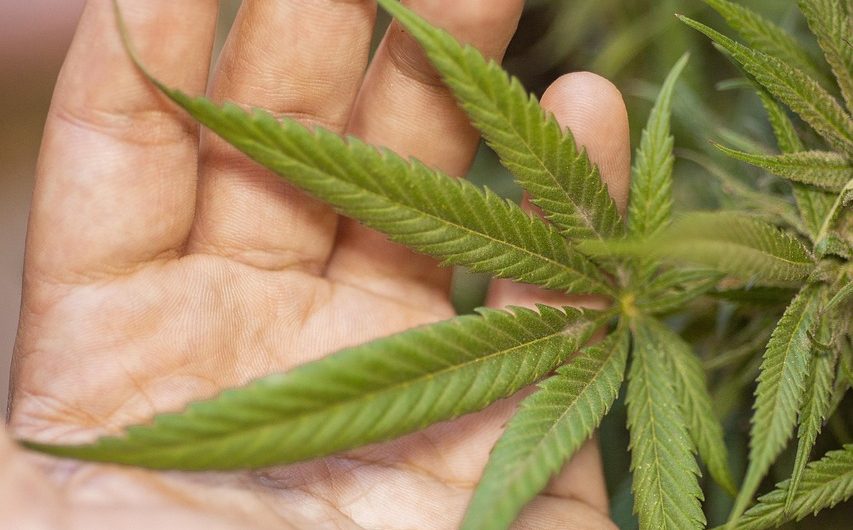 Выращивание конопли из семян и уход за растениями