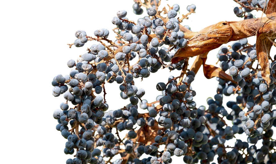 Прорастание семени конопли процесс и условия необходимые для всхода