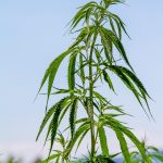 Строение и полезные свойства семян конопли images97.jpg